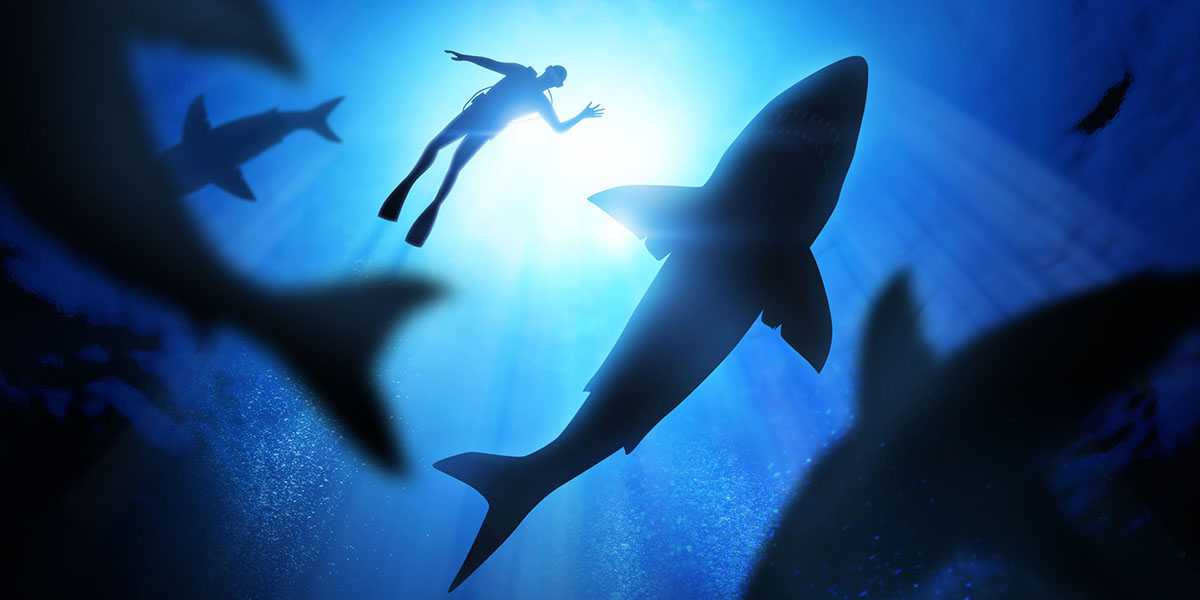 Tiburón mecánico: liderazgo e innovación